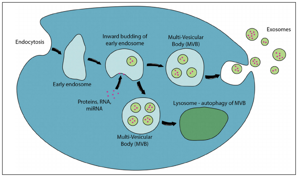 Scientific diagram showing how extracellular vesicles called exosomes form and leave a cell